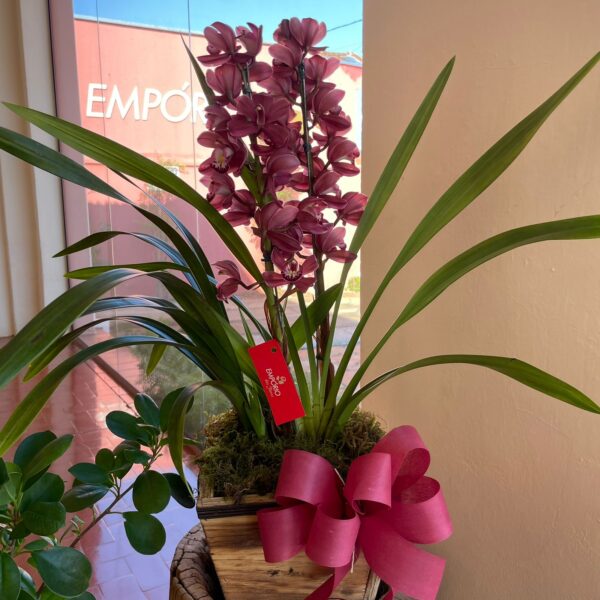 ORQUÍDEA CYMBIDIUM