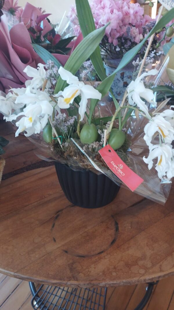 ORQUÍDEA CRISTATA