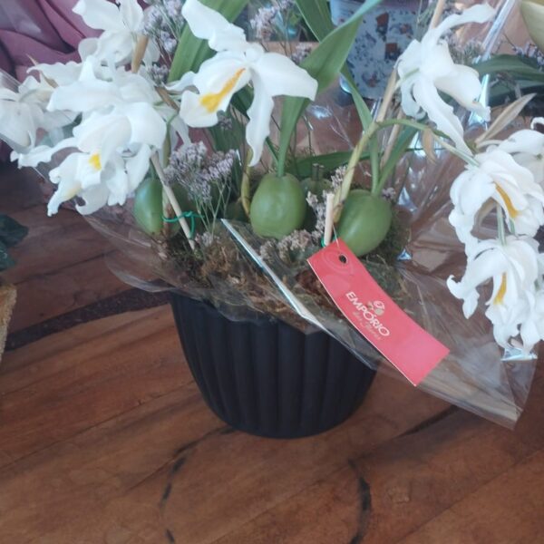 ORQUÍDEA CRISTATA