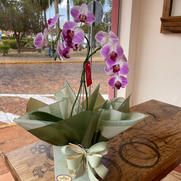 ORQUÍDEA DUAS HASTES