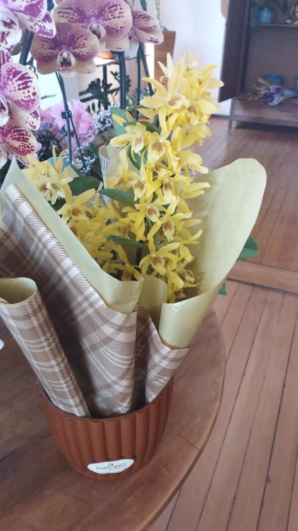 ORQUÍDEA DENDROBIUM