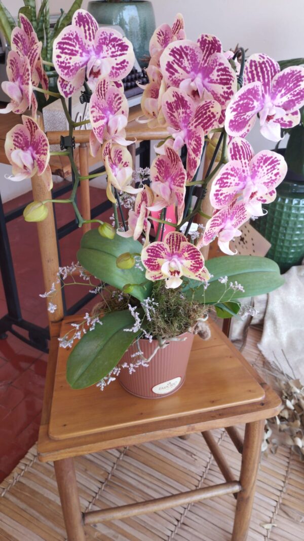 ORQUÍDEA PHALAENOPSIS