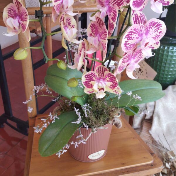 ORQUÍDEA PHALAENOPSIS