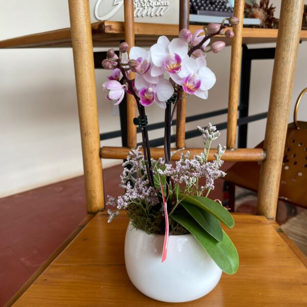 MINI ORQUÍDEA CACHEPÔ CERÂMICA