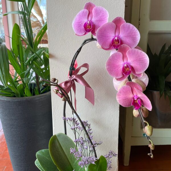 ORQUÍDEA CASCATA PARATY