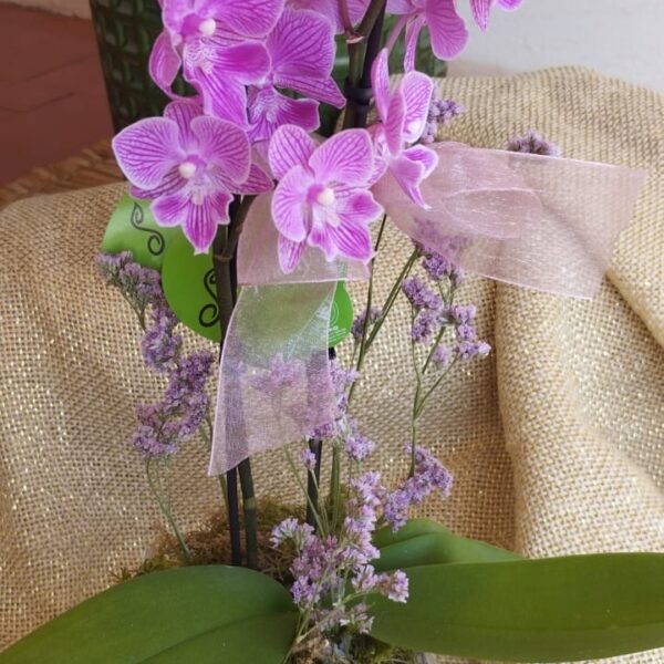 MINI ORQUÍDEA NO VASO DE VIDRO