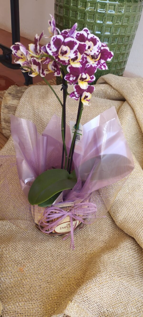 MINI ORQUÍDEA