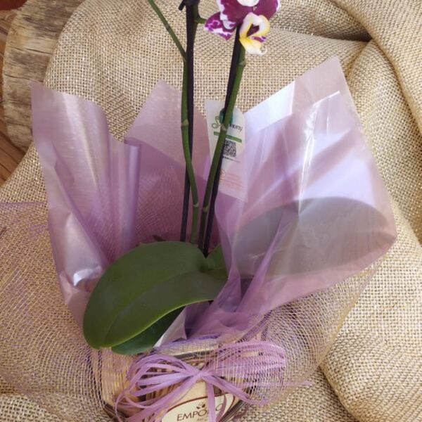 MINI ORQUÍDEA