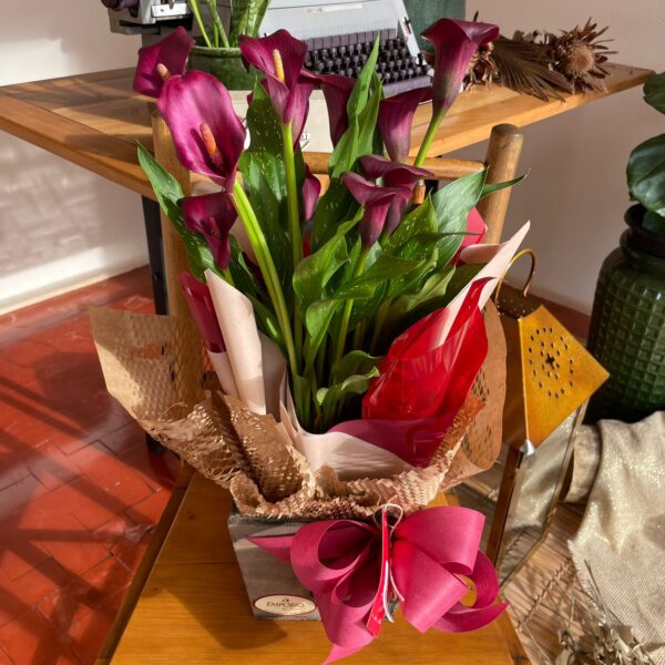 CALLA ROXA