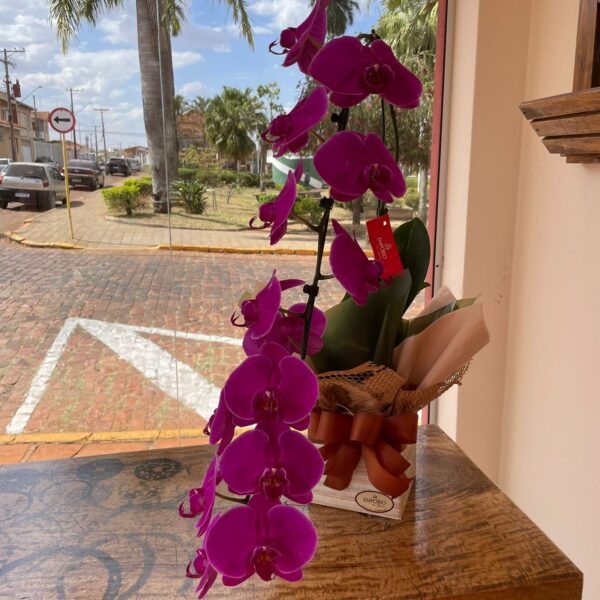 ORQUÍDEA CASCATA