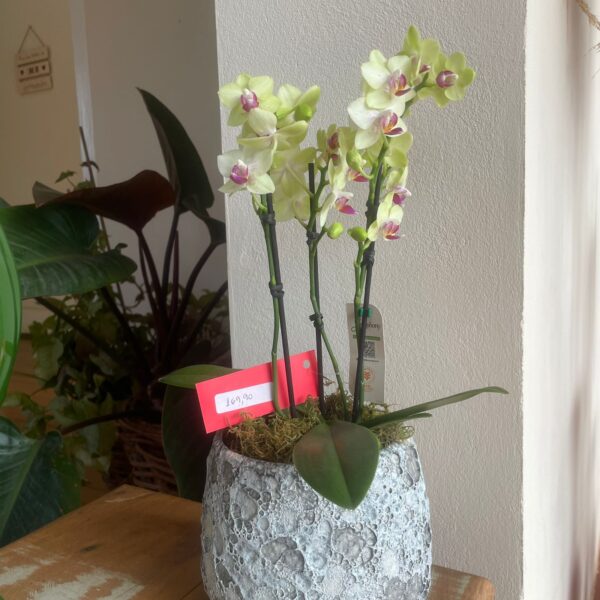 MINI ORQUÍDEA AMARELA CACHEPÔ CRATERA