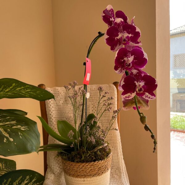 ORQUÍDEA CACHEPÔ DE ALGODÃO