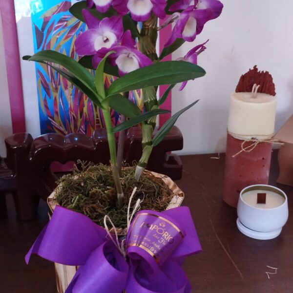 ORQUÍDEA DENDROBIUM