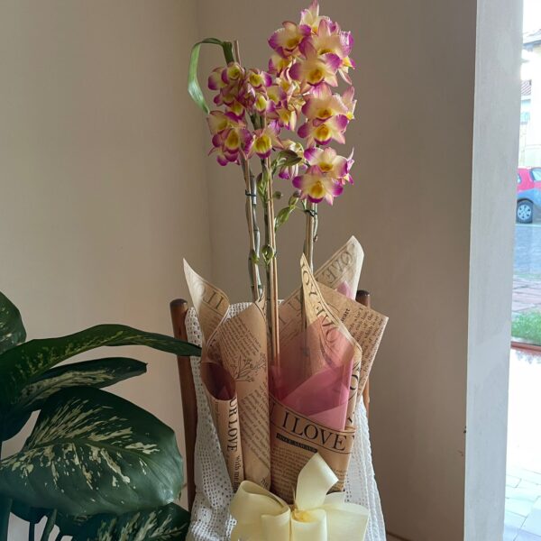ORQUÍDEA DENDROBIUM
